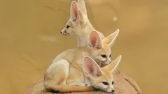 Fennekfoxen: ökenräven med de magiska öronen